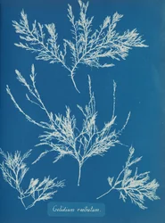 Gelidium rostratum, ca. 1853