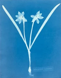 Leucojam Varium von Anna Atkins