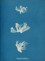 Schizonema Dillwynii, ca. 1853