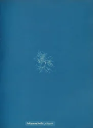 Schizonema Smithii, ß torqata, ca. 1853