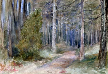 Im Wald