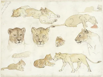 Studien von Löwen