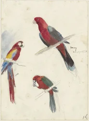 Studien von Papageien