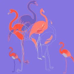 Flamingos