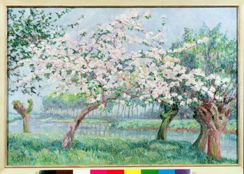 Apfelblüte am Flussufer