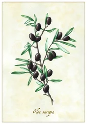 Olea europea (2015)