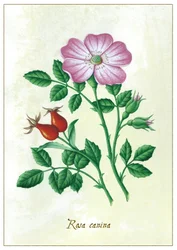 Hundsrose