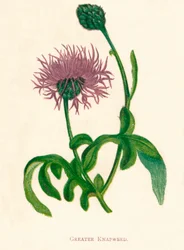 Große Flockenblume, um 1891, 1891