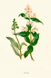 Privet, ca. 1891