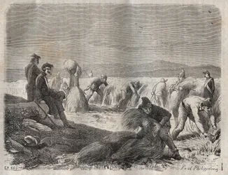 Erntekräfte im Straflager von Belle-Île-en-Mer im 19. Jahrhundert. Gravur in 