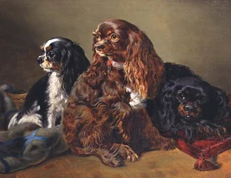 King Charles Spaniels