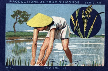 Produktionen rund um die Welt: Reis in China. 1933 Chromolithographie in „Joseph-Milliat Album“