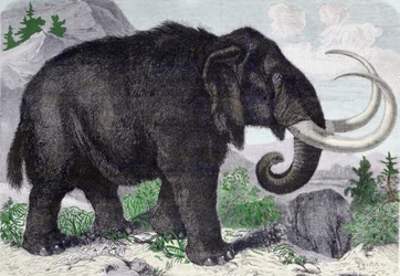 Darstellung eines Mammuts. Rekonstruiert nach den Entdeckungen von Adams, einem Mitglied der St. Petersburger Akademie. Gravur von 1867