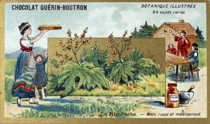 Rhabarber: russisches Nahrungsmittel und Medizin. Gravur (Chromo). Werbe-Chromolithographie für Guerin-Boutron-Schokoladen, Ende des 19. Jahrhunderts. Illustree Botanische Serie