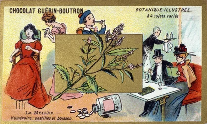 Verletzliche Minze, Pastillen und Getränk. Chromolithographie-Werbung für Guerin-Boutron-Schokoladen, späte 19. Jahrhundert. Illustrierte Botanische Serie