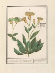 Kornblume (Centaurea)