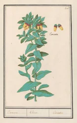 Wachsblume (Cerinthe major)