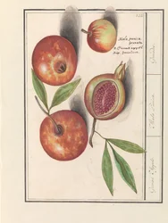 Granatapfel (Punica granatum)