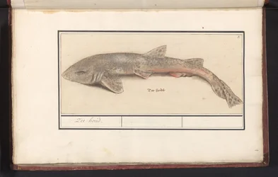 Kleingefleckter Katzenhai (Scyliorhinus canicula)