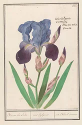 Paarse Iris (Iris germanica)