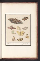 Schmetterlinge und Motten