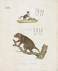 Australische Beuteltiere mit Zahndetails