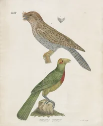 Bartvogel und Racke