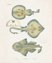 Rochenarten aus der Ordnung Rajiformes