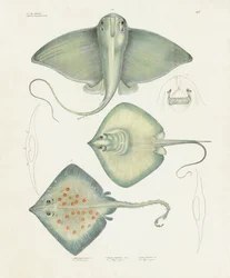 Verschiedene Rochenarten mit anatomischen Details