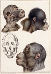 Schädel eines Pongo