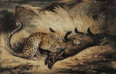 Leopard frisst ein Wildschwein