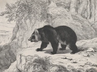 Mississippi-Bär, 1836