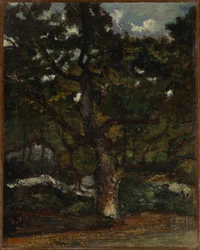 Partie im Wald von Fontainebleau