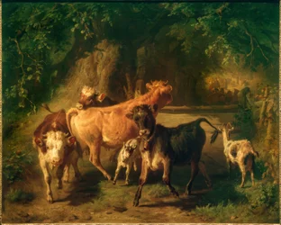 Jungvieh und Ziegen