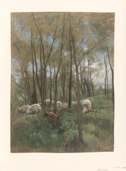 Schafherde im Wald