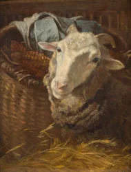 Ein Schaf