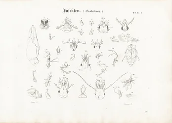 Anatomie der Insekten