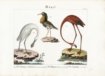 Flamingo, Löffler und Kampfläufer