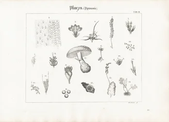 Pflanzenanatomie und Pilzformen