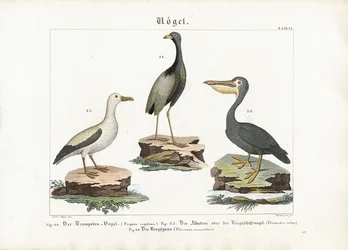Trompeter, Albatros und Pelikan
