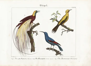 Gelbspecht, Mauerläufer und Paradiesvogel