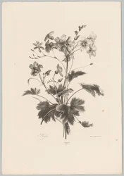 Blumen mit Dornen