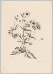 Diverse Blumen