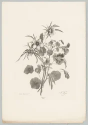 Diverse Blumen