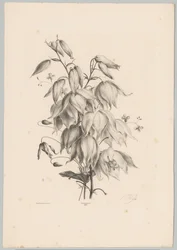 Hängende Blumen