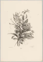 Hortensien und andere Blumen