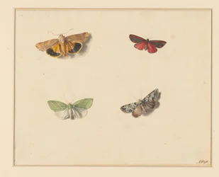 Vier Schmetterlinge