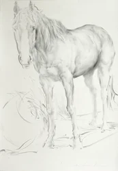 Pferd bei Coolmore, 1990
