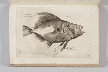 Illustration aus „Aquatilium animalium historiae, liber primus“ von Ippolito Salviani, 1554