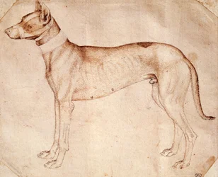 Studie eines Jagdhundes
